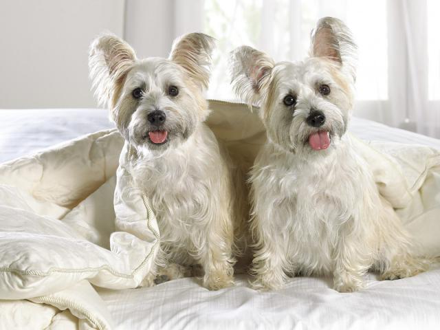 dog_008