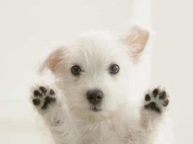 dog_009