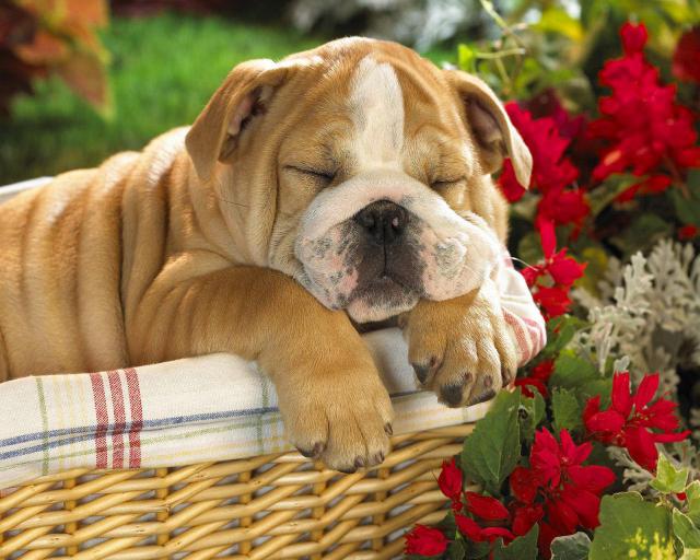dog_014