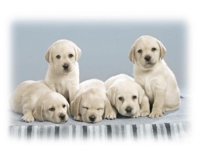 dog_015