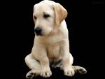dog_017
