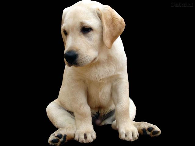 dog_017