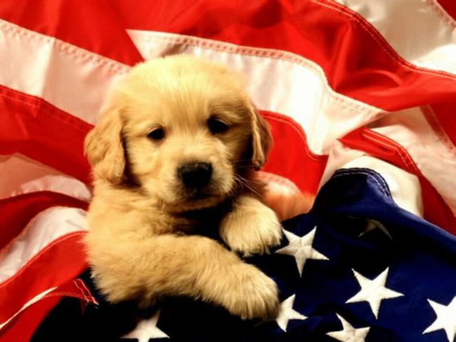 dog_023