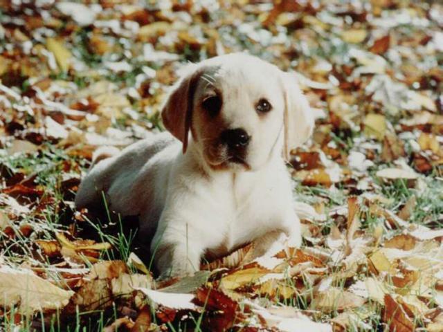 dog_025