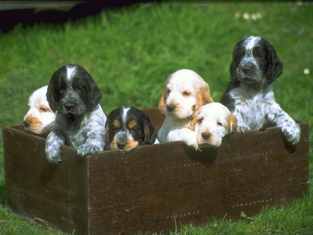 dog_027