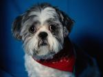 dog_035
