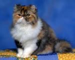 cat_02