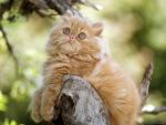 cat_03