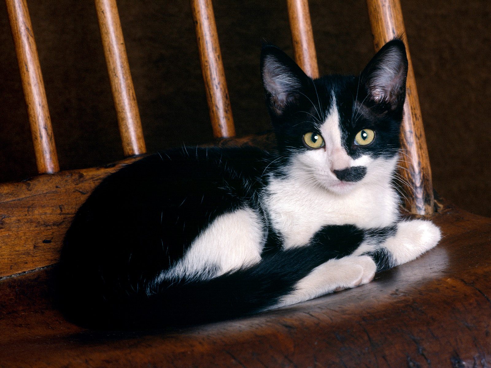 cat_04