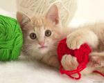 cat_10
