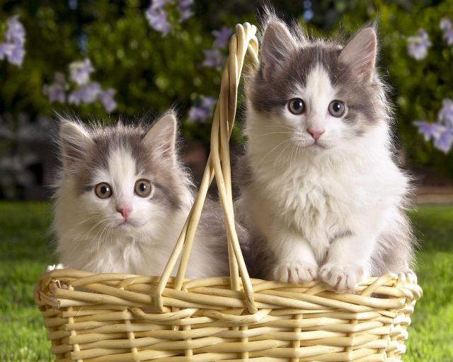 cat_14