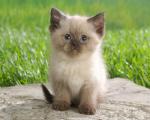 cat_17