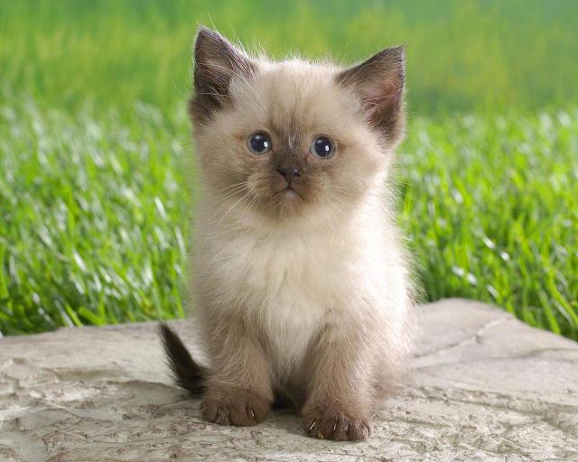 cat_17