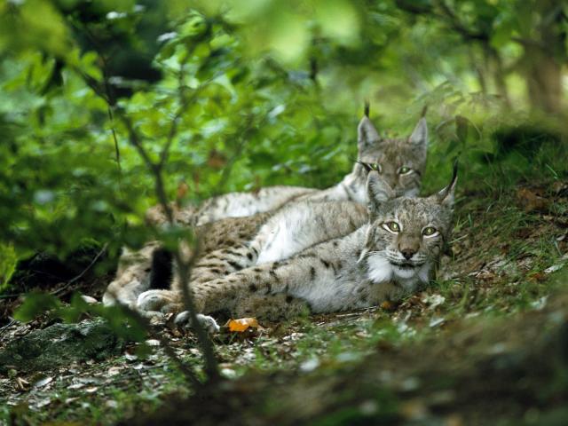 cat_21