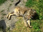 cat_22