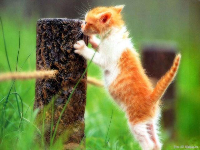 cat_23