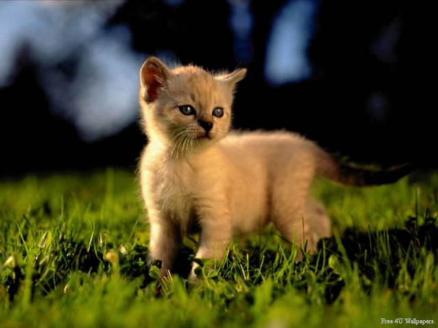 cat_28