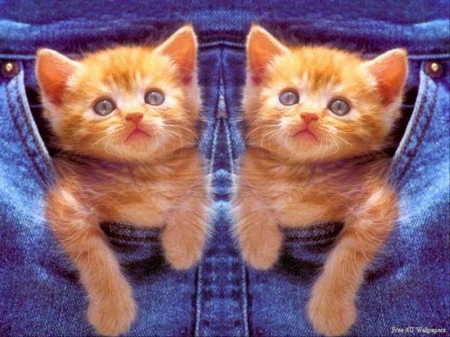 cat_29