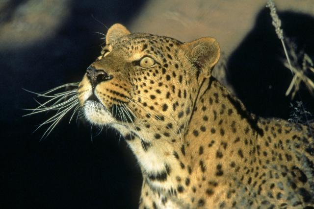 Leopard_03