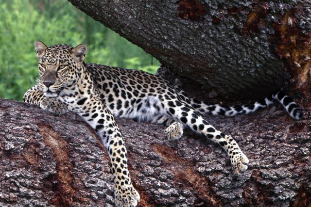Leopard_04