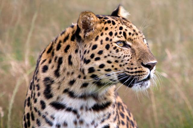 Leopard_05