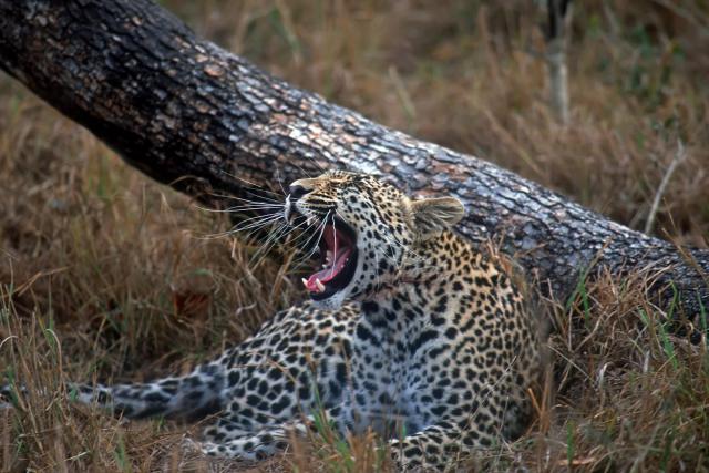 Leopard_08
