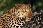 Leopard_09