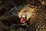 Leopard_11