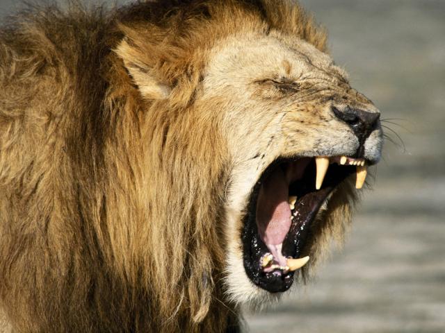 Lion_01