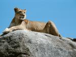Lion_02