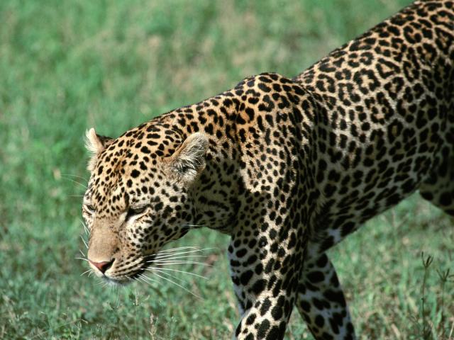 Jaguar_02