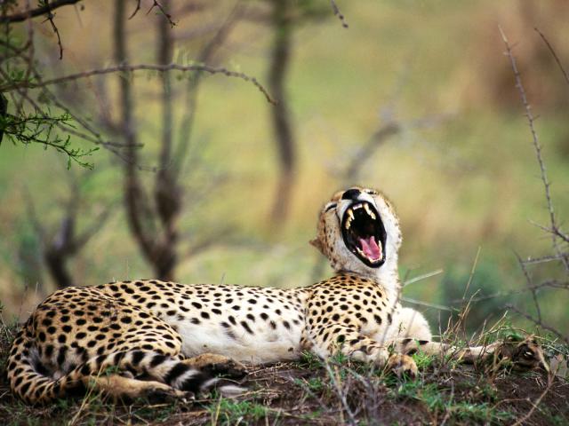 Jaguar_03