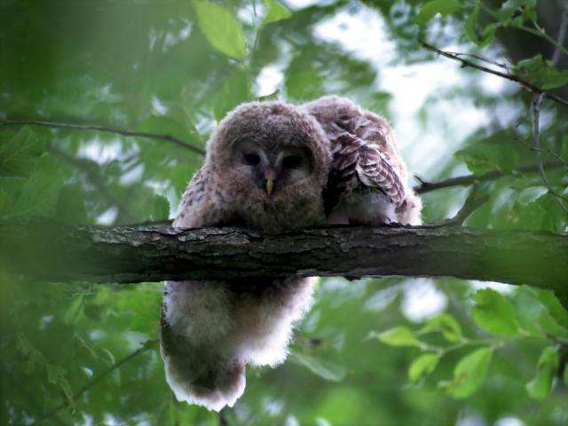 Birds_003