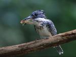 Birds_007