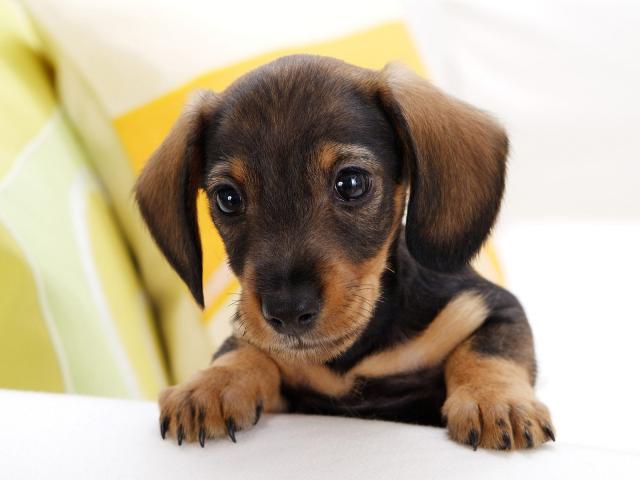 dog_041