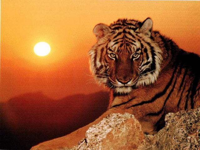 Tiger_05