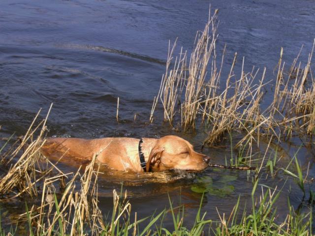 dog_046