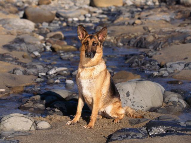 dog_056