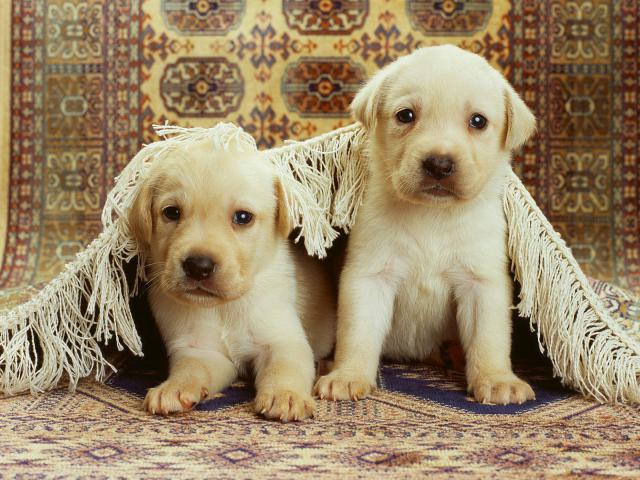dog_061