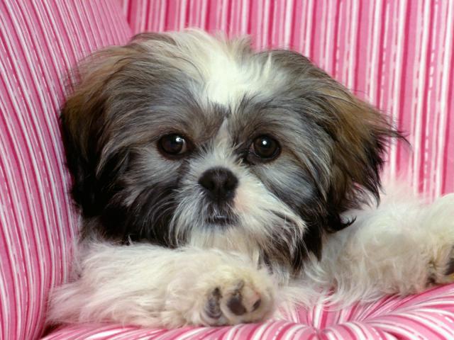 dog_065