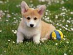 dog_073