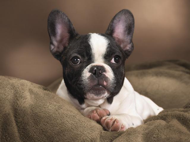 dog_086