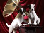 dog_087
