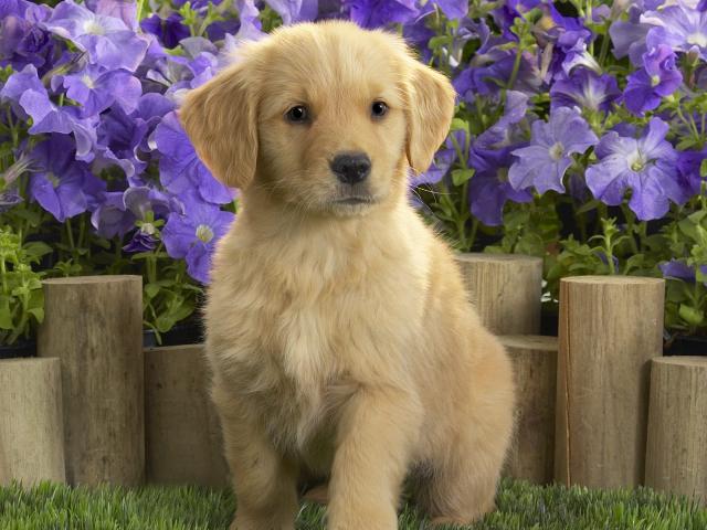 dog_088