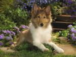 dog_094