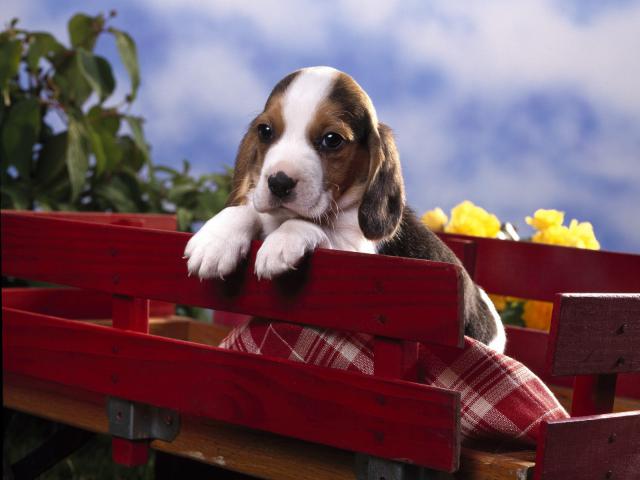 dog_095