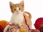 cat_40