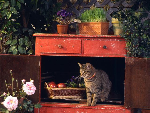 cat_45