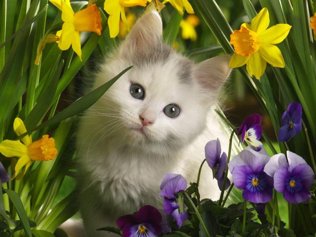 cat_46