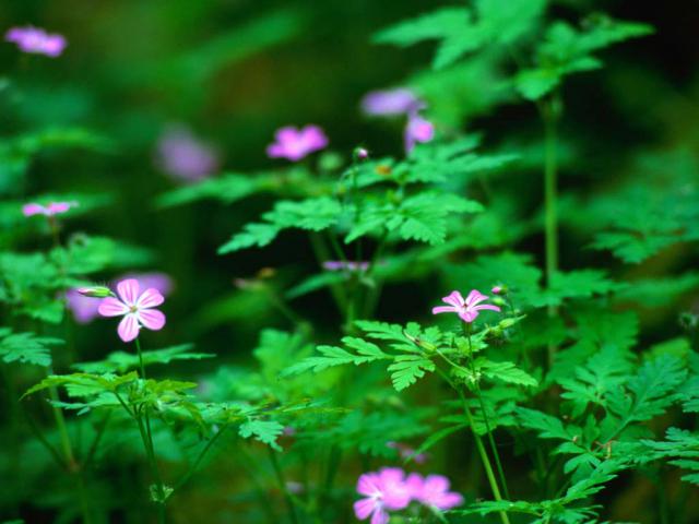 windows_vista_54